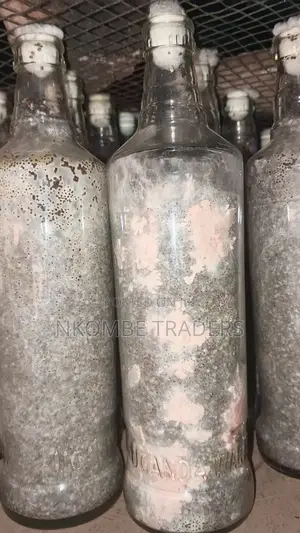 Pink Oyster Mushroom Spawn