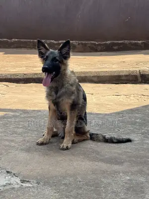 3-6 months Male Purebred German Shepherd