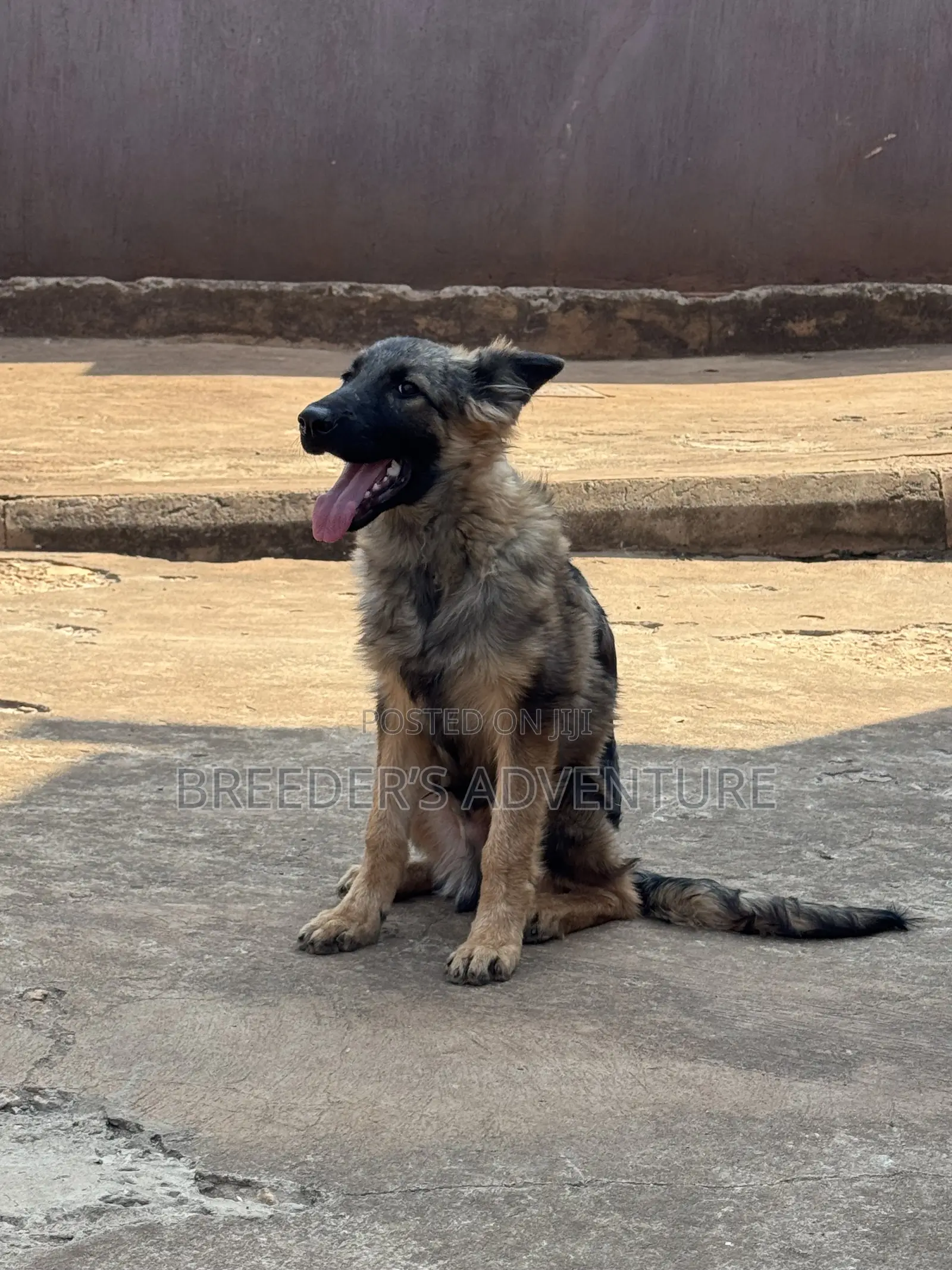 3-6 months Male Purebred German Shepherd