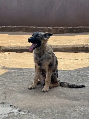 3-6 months Male Purebred German Shepherd