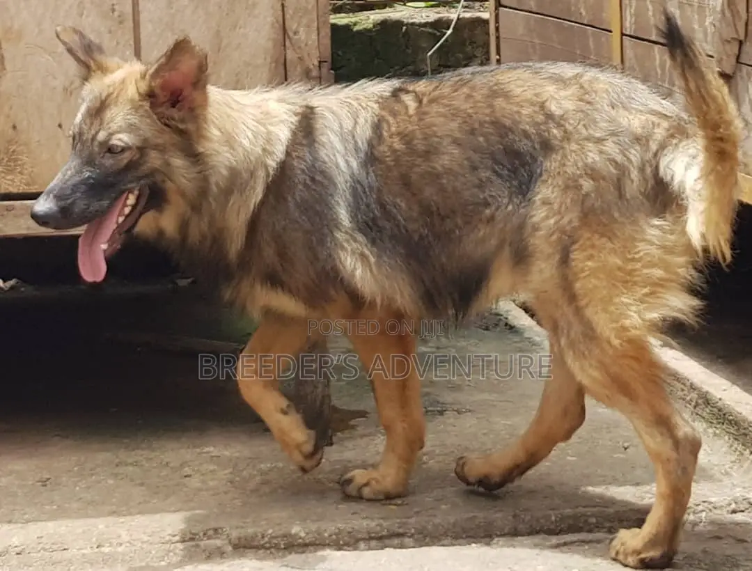 6-12 months Female Purebred German Shepherd