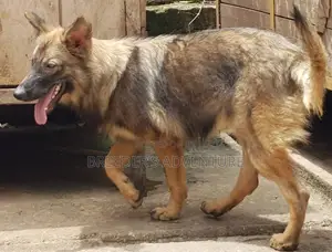 6-12 months Female Purebred German Shepherd