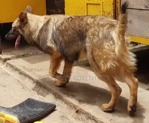 6-12 months Female Purebred German Shepherd