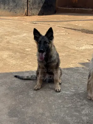3-6 months Male Purebred German Shepherd