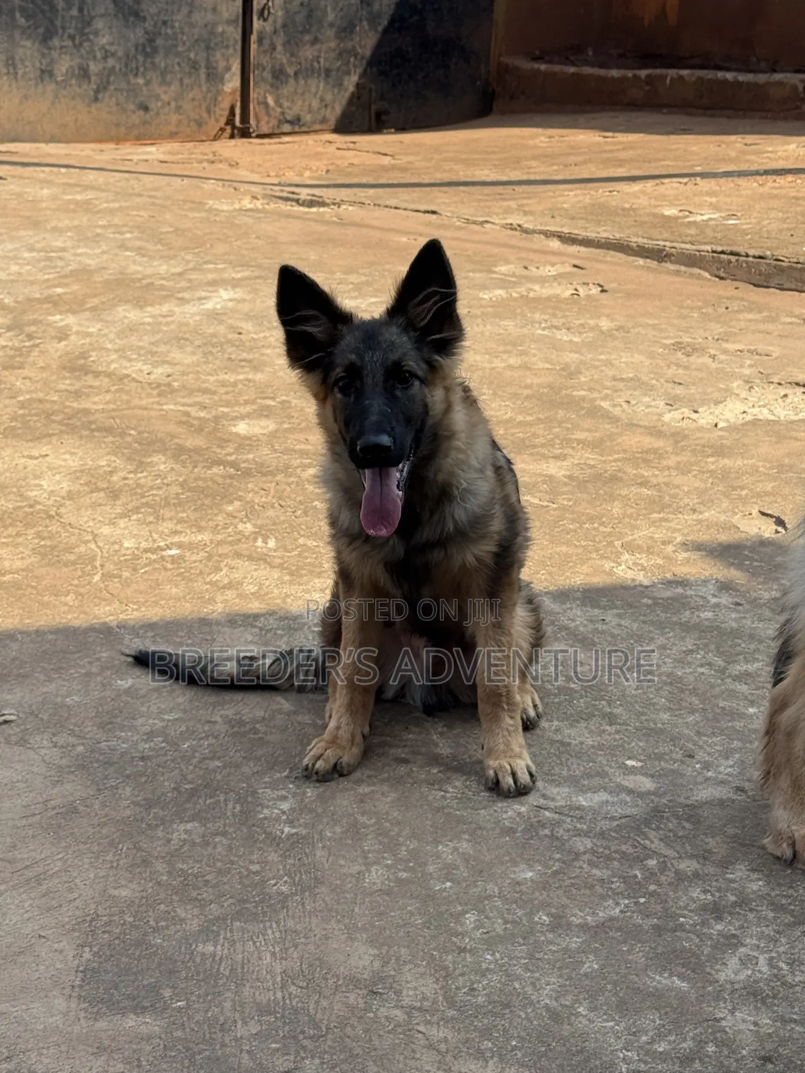 3-6 months Male Purebred German Shepherd