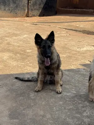 3-6 months Male Purebred German Shepherd