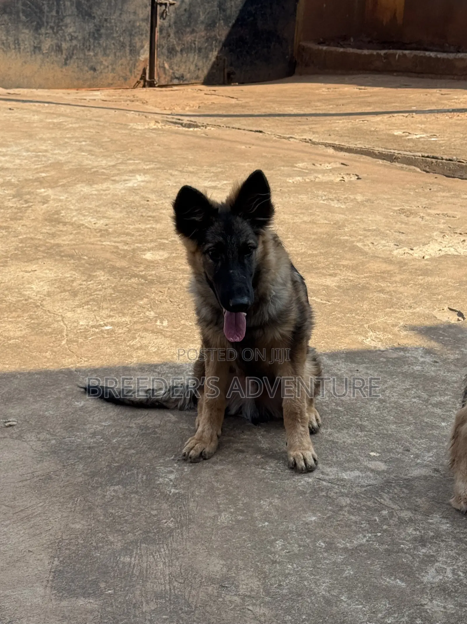 3-6 months Male Purebred German Shepherd