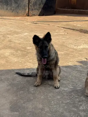 3-6 months Male Purebred German Shepherd