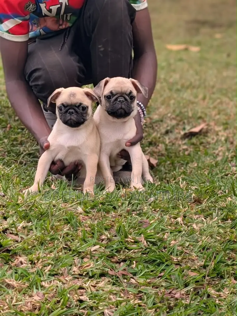 1-3 months Female Purebred Pug