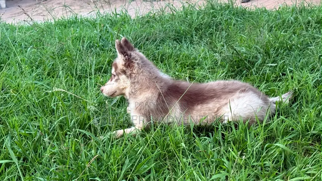 3-6 months Male Purebred Siberian Husky