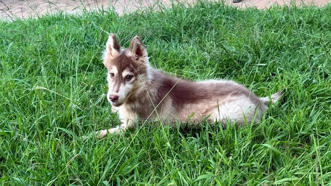 3-6 months Male Purebred Siberian Husky