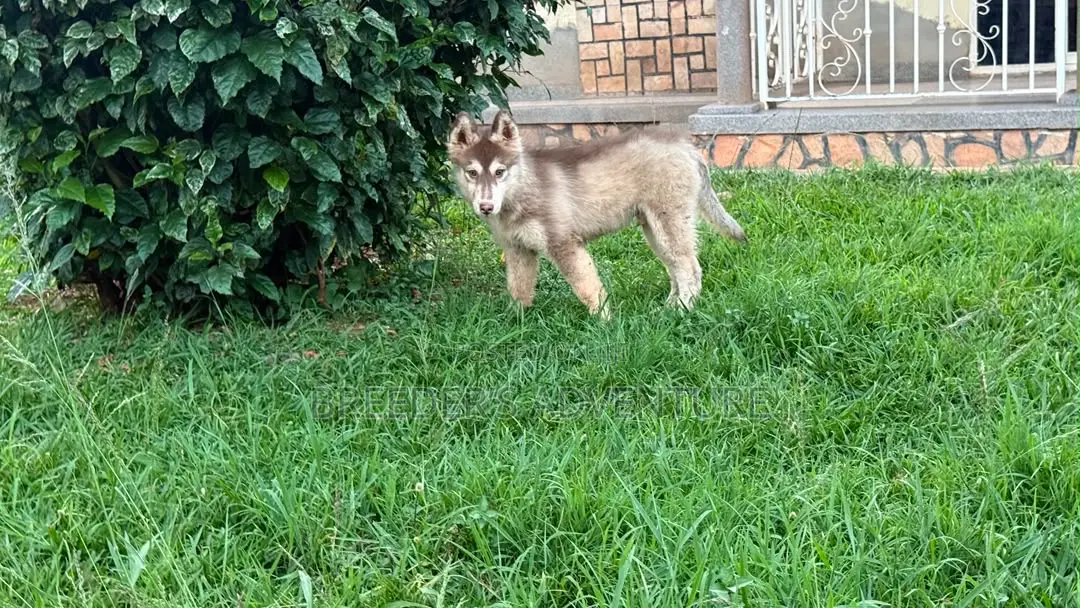 3-6 months Male Purebred Siberian Husky
