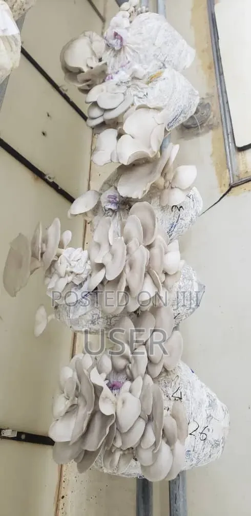 Sabbath Mushroom Growers.