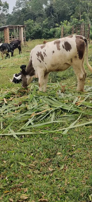 Ennyana Enduusi Maleeto