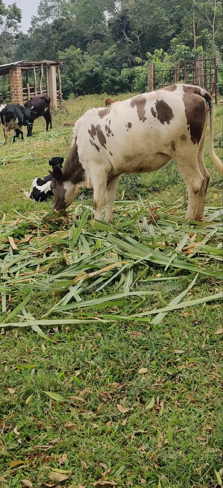 Ennyana Enduusi Maleeto