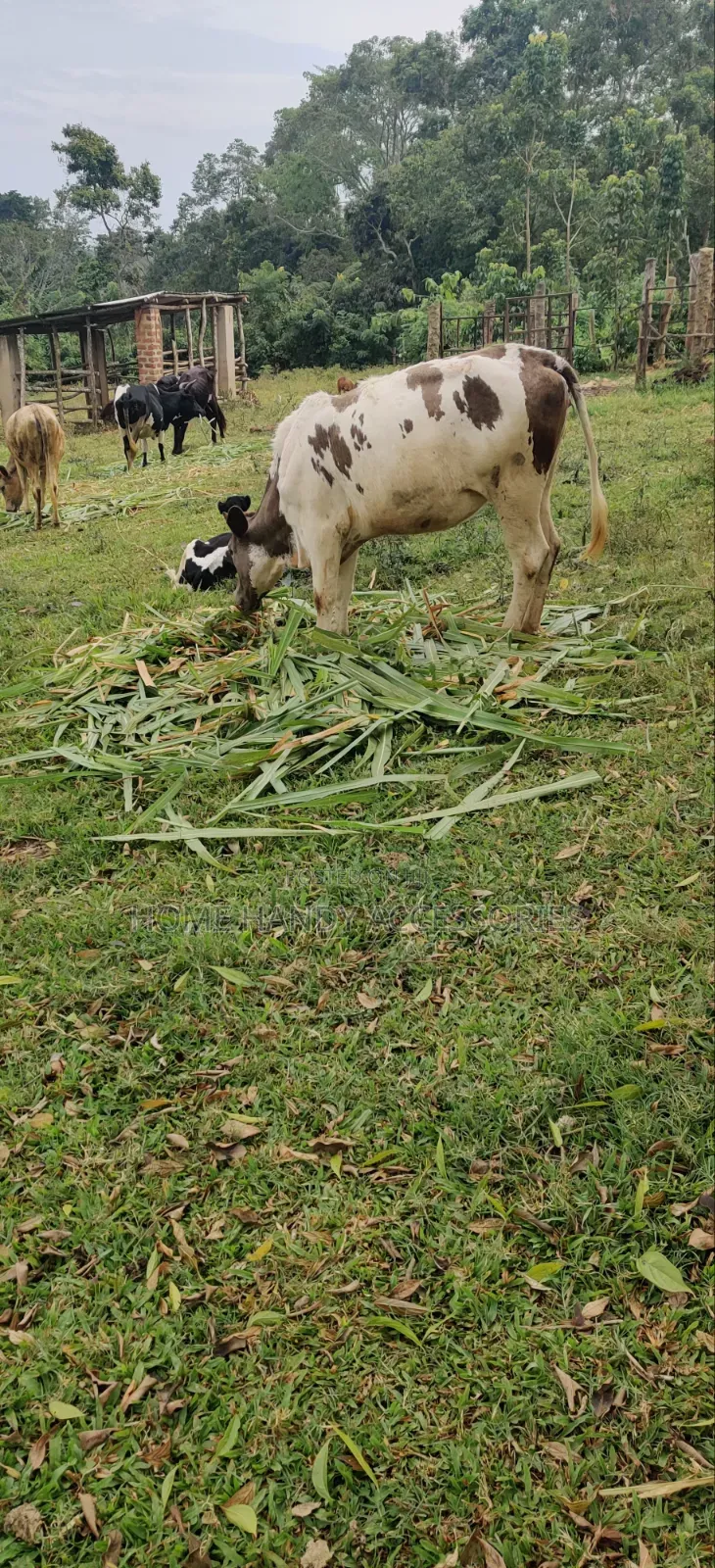 Ennyana Enduusi Maleeto