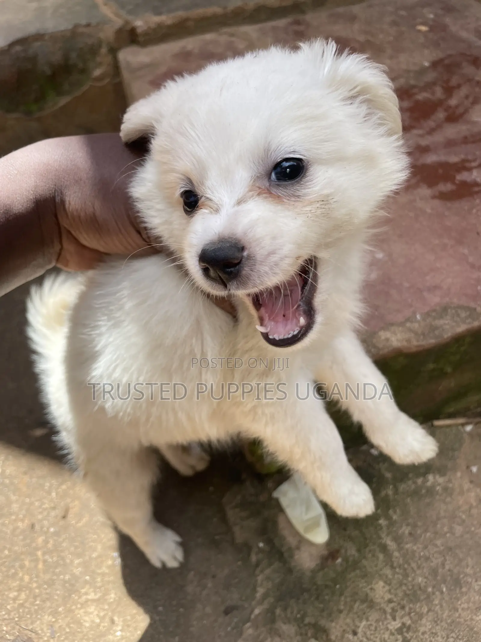 0-1 month Female Purebred Japanese Spitz