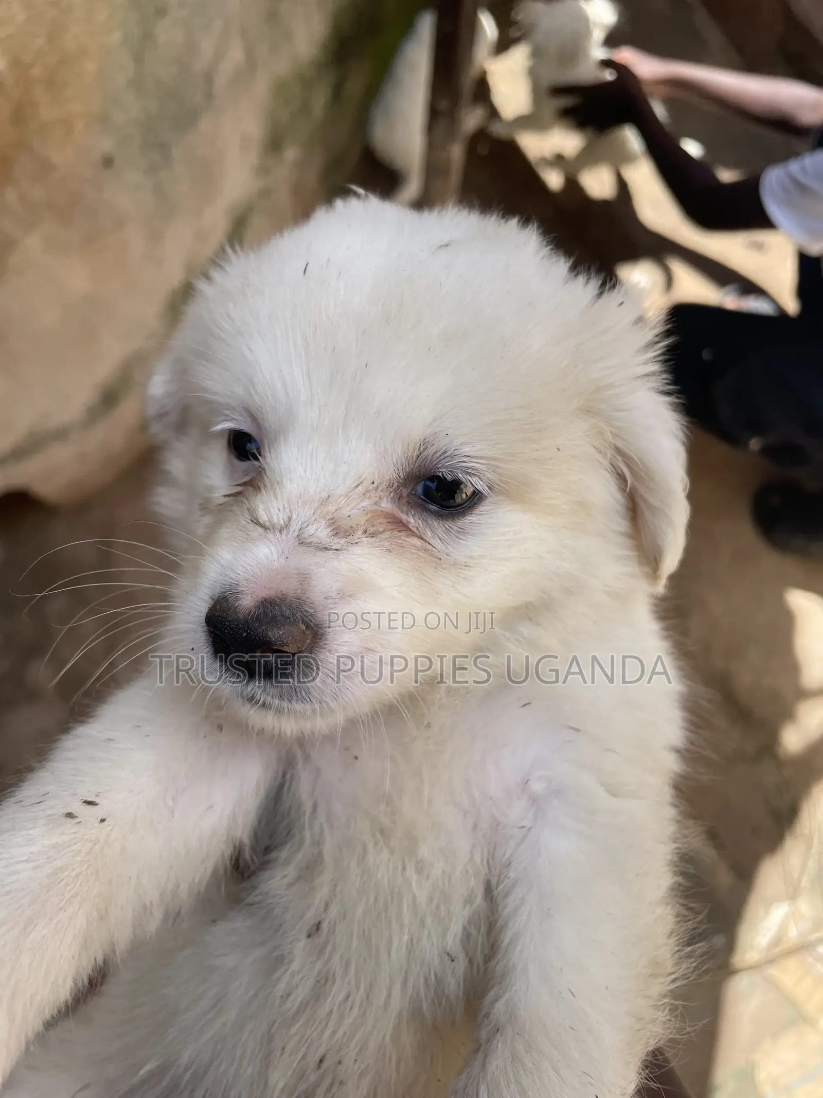 0-1 month Female Purebred Japanese Spitz
