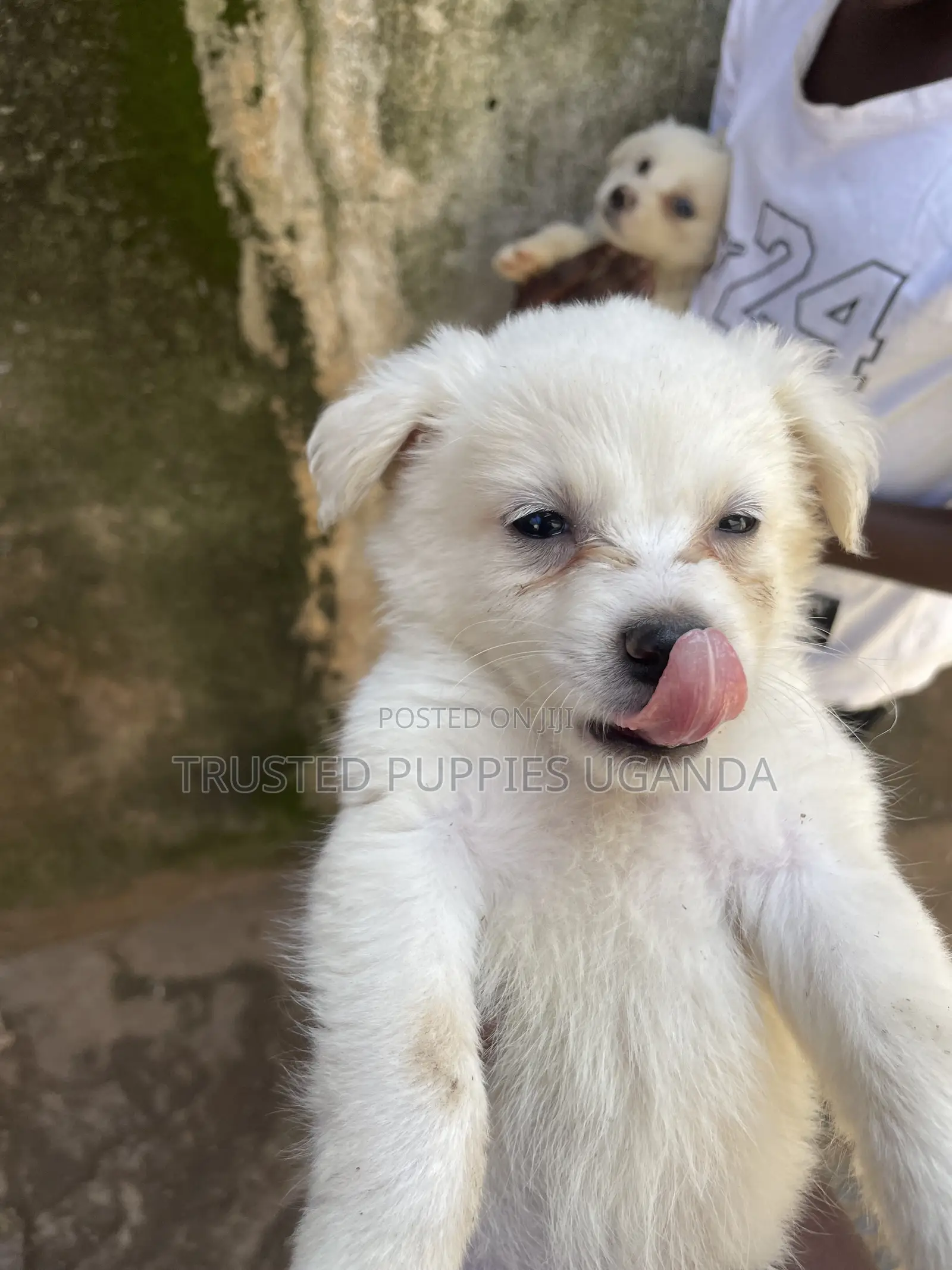 0-1 month Female Purebred Japanese Spitz
