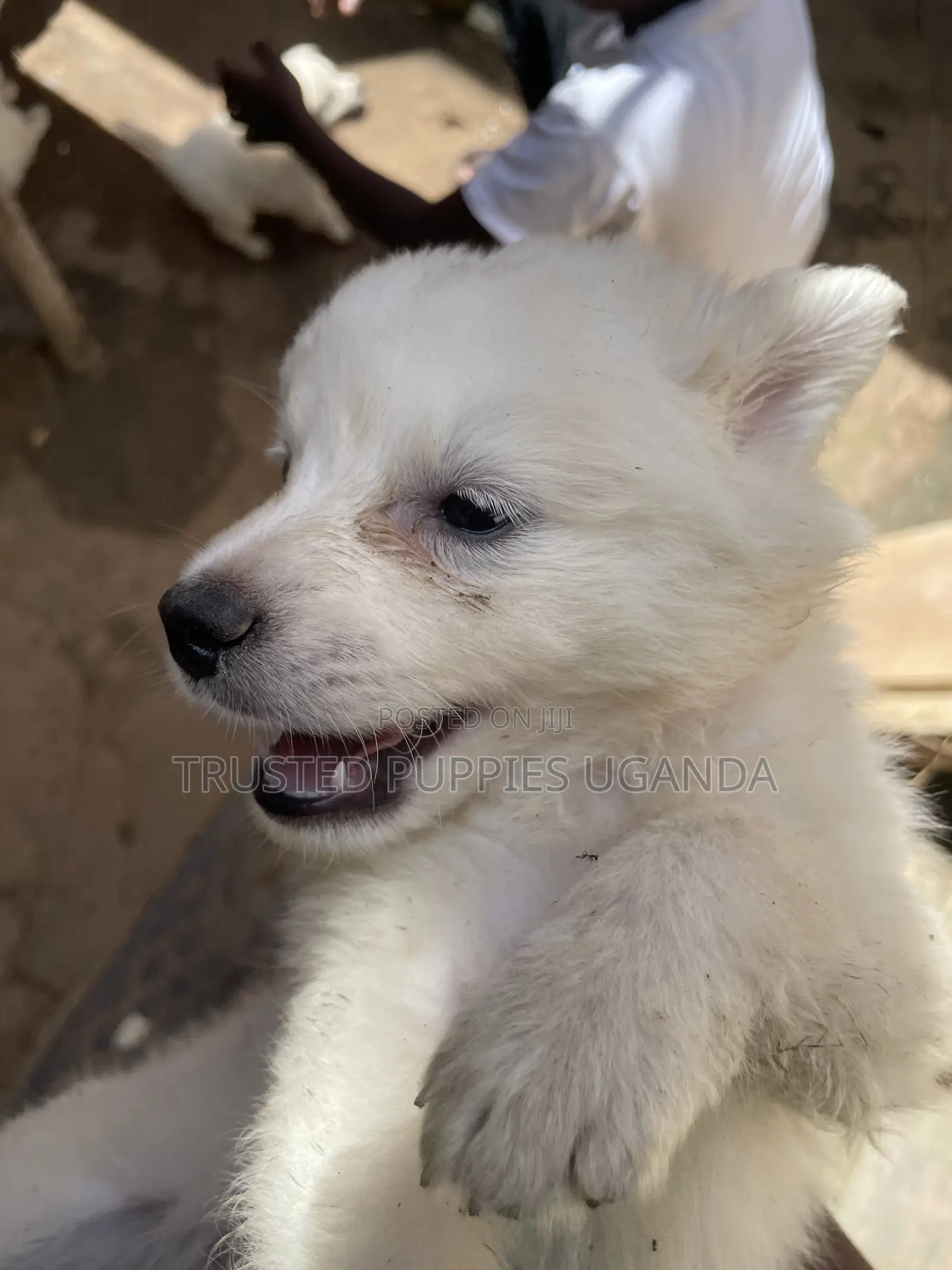 0-1 month Female Purebred Japanese Spitz