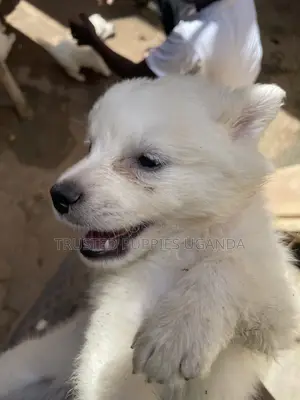 0-1 month Female Purebred Japanese Spitz