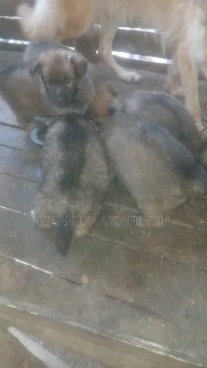 0-1 month Male Purebred German Shepherd