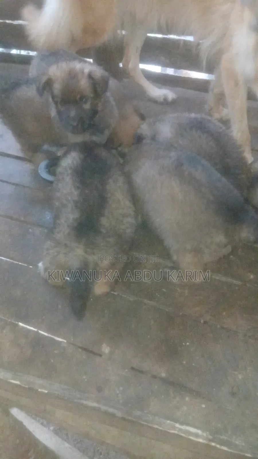 0-1 month Male Purebred German Shepherd