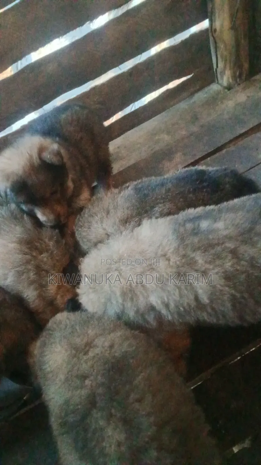 0-1 month Male Purebred German Shepherd
