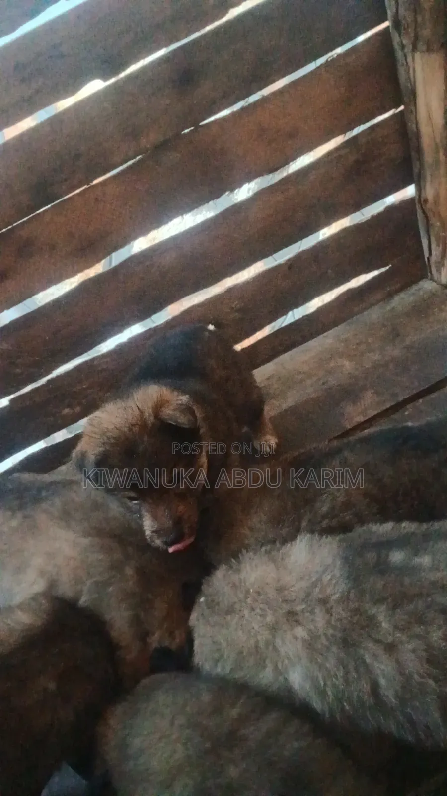 0-1 month Male Purebred German Shepherd