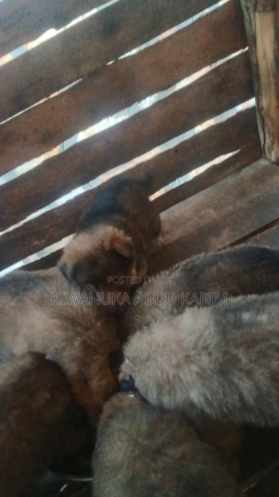 0-1 month Male Purebred German Shepherd
