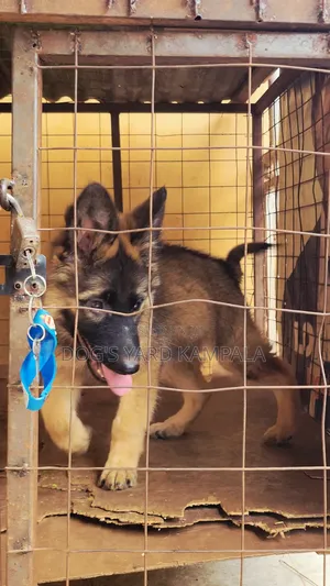 1-3 months Female Purebred German Shepherd
