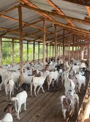 Improved Mubende Goats