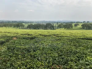 Commercial Land on Sale Located in Kyenjojo