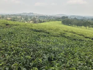 Commercial Land on Sale Located in Kyenjojo