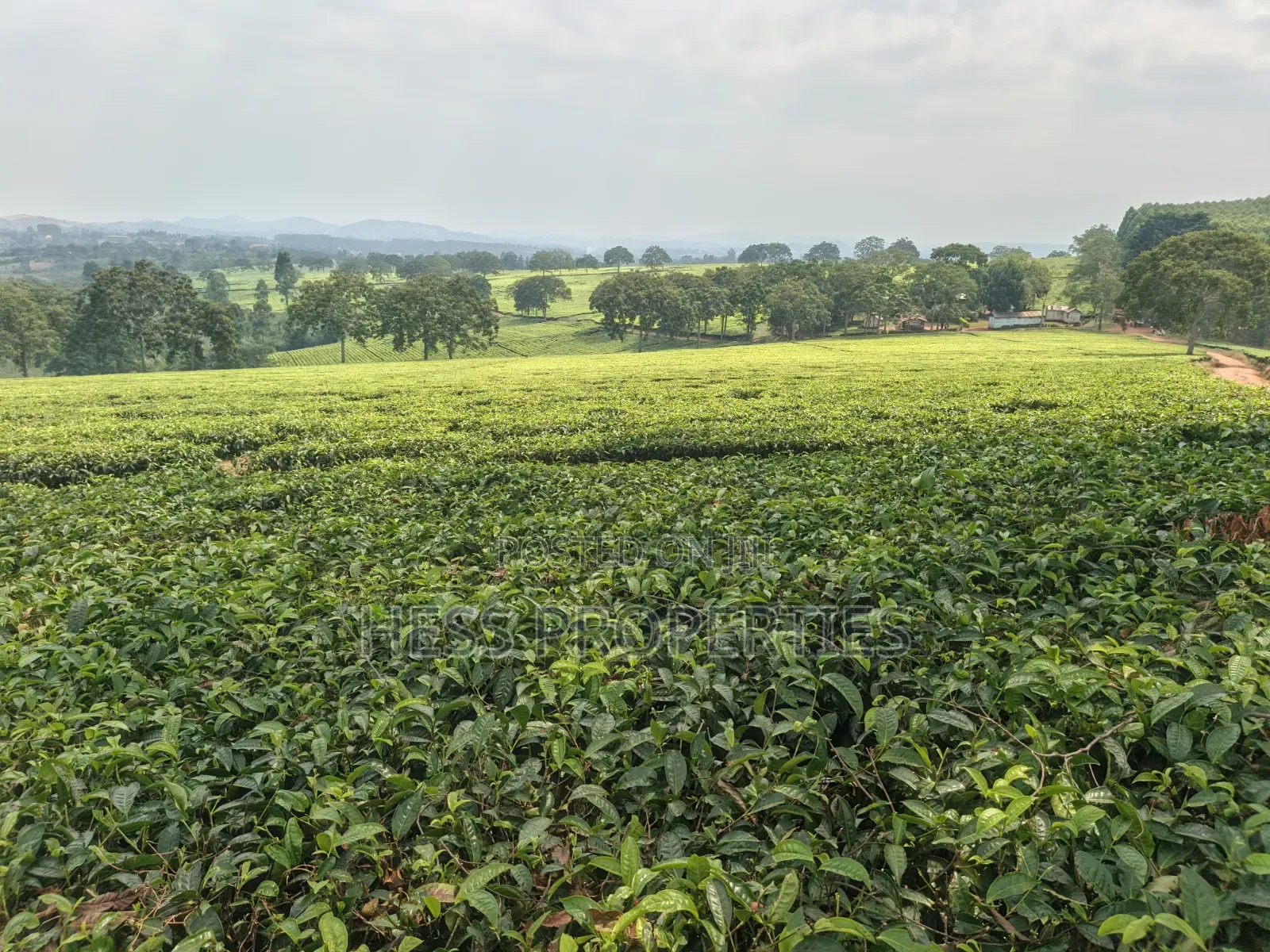 Commercial Land on Sale Located in Kyenjojo