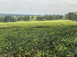 Commercial Land on Sale Located in Kyenjojo
