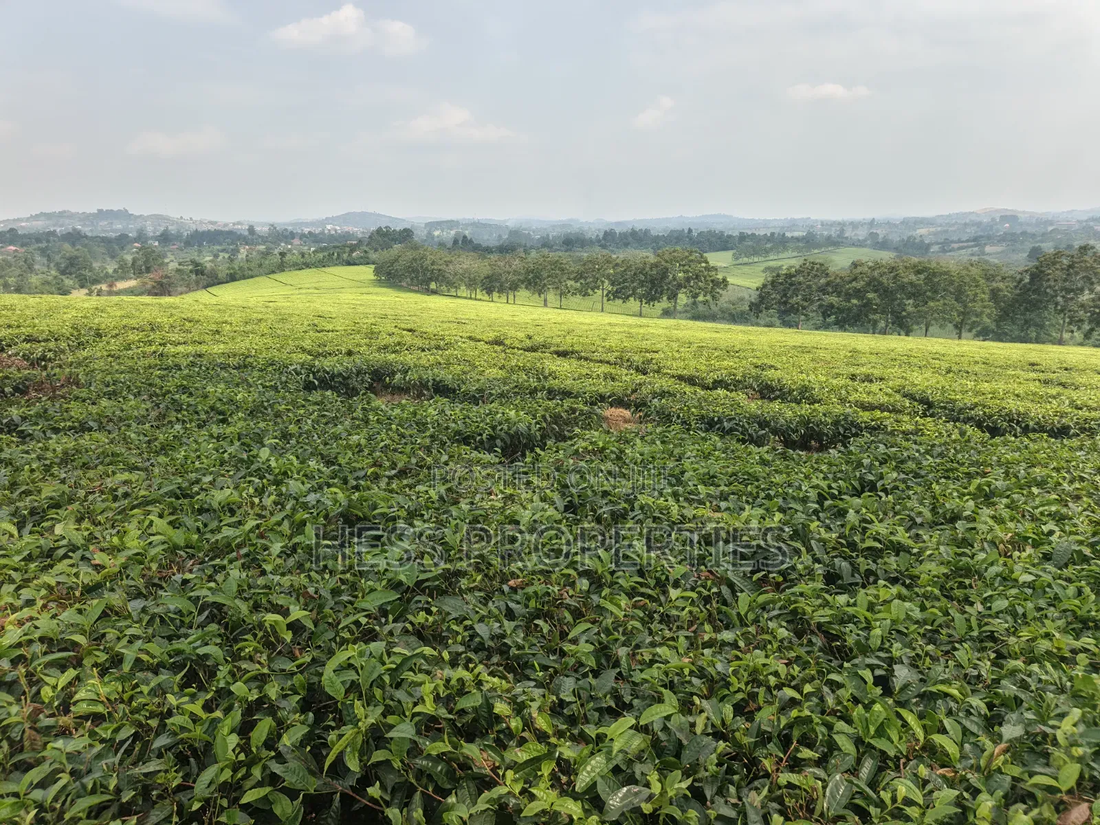 Commercial Land on Sale Located in Kyenjojo
