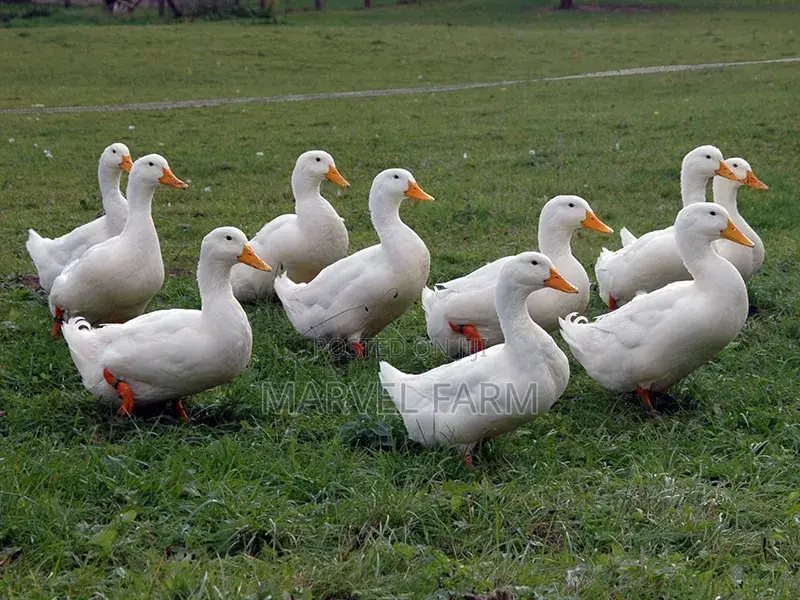 Pekin Ducks