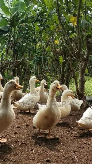 Pekin Ducks