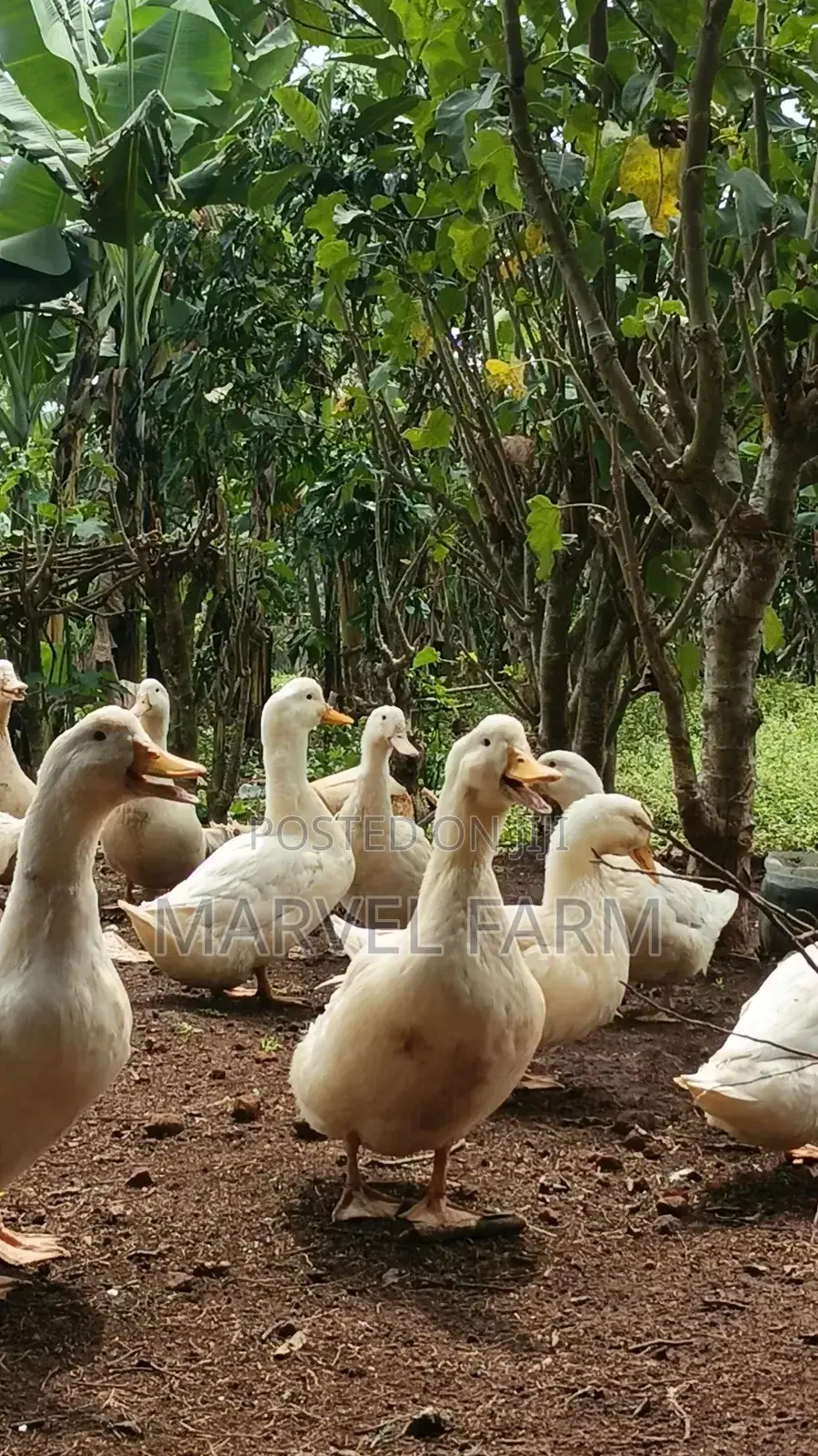 Pekin Ducks