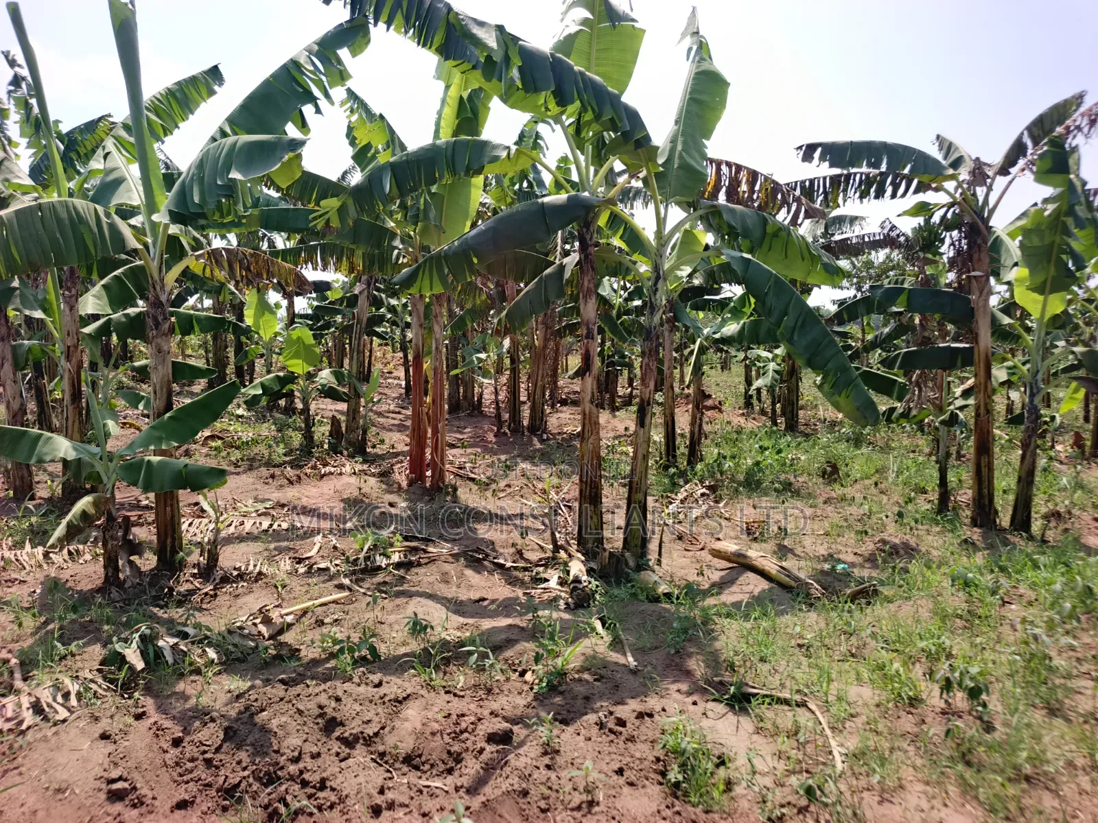 4 Acres of and in Luweero