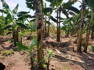 4 Acres of and in Luweero