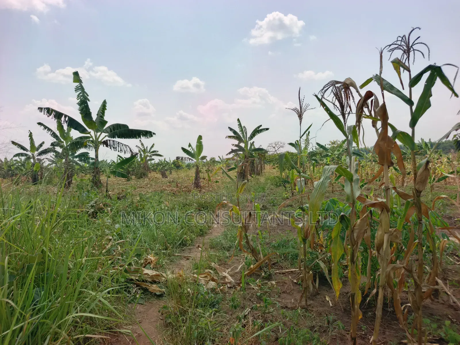 4 Acres of and in Luweero