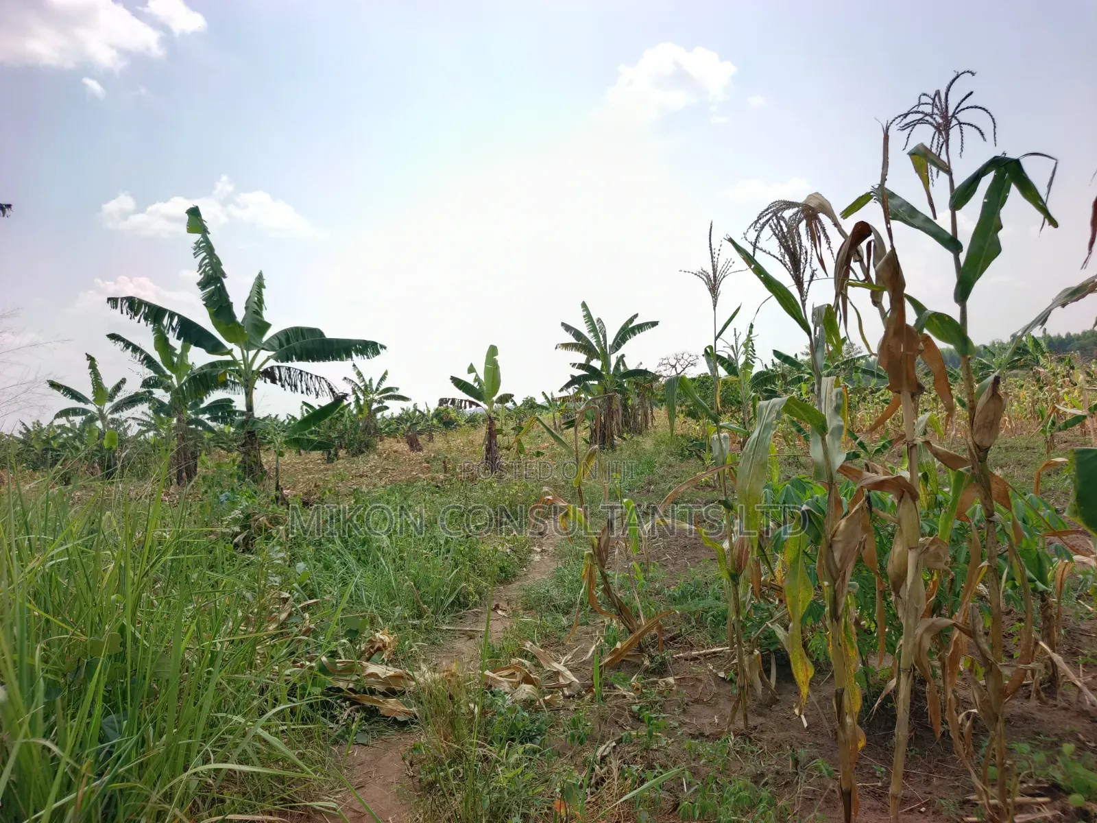 4 Acres of and in Luweero