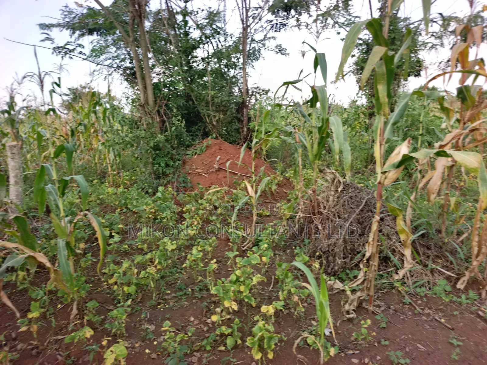 4 Acres of and in Luweero