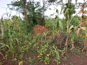 4 Acres of and in Luweero