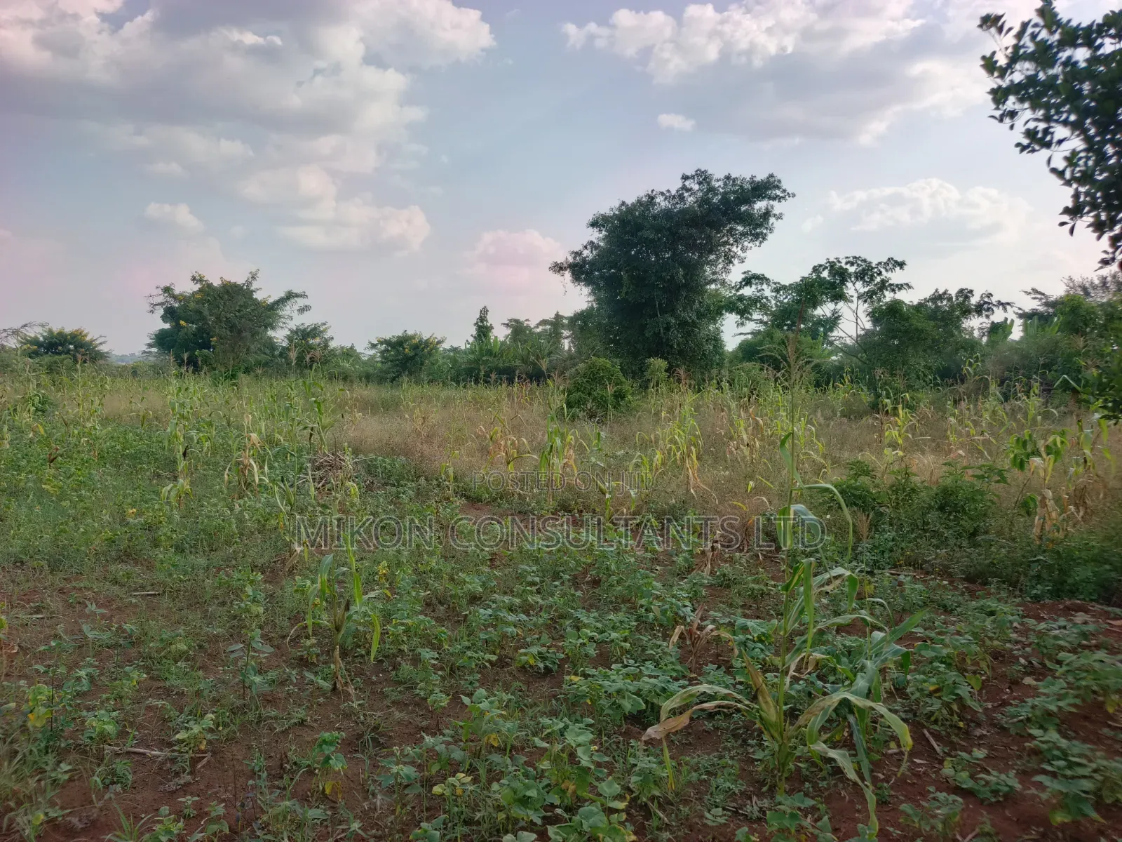4 Acres of and in Luweero