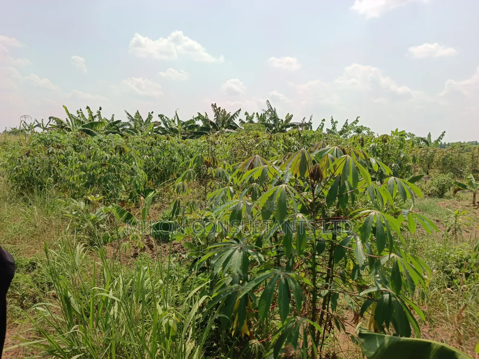 4 Acres of and in Luweero