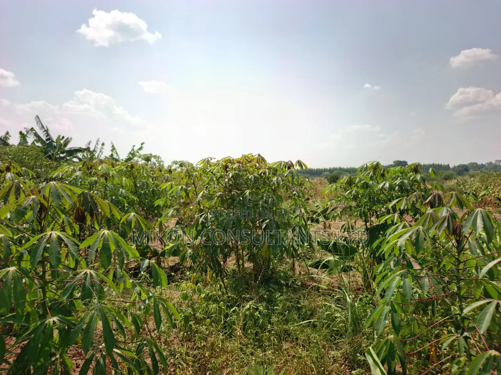 4 Acres of and in Luweero