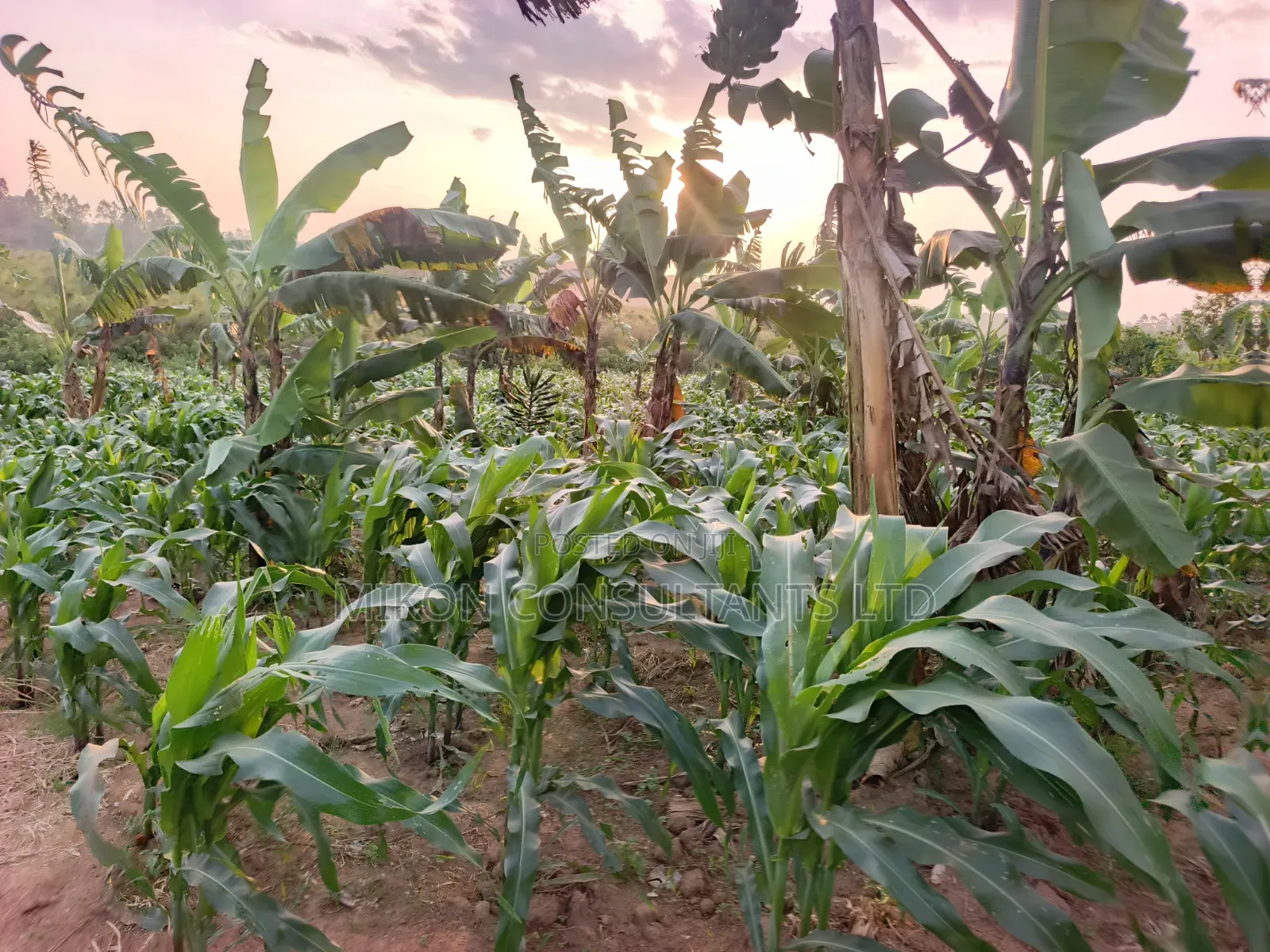 Half Acre of Land in Matuga Town Bombo Road